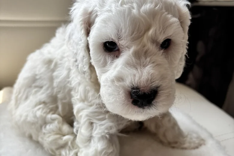 Cockapoo