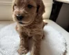 Cockapoo