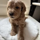 Cockapoo