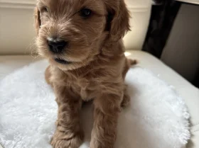 Cockapoo