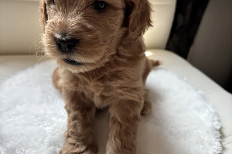 Cockapoo