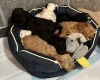 Cockapoo
