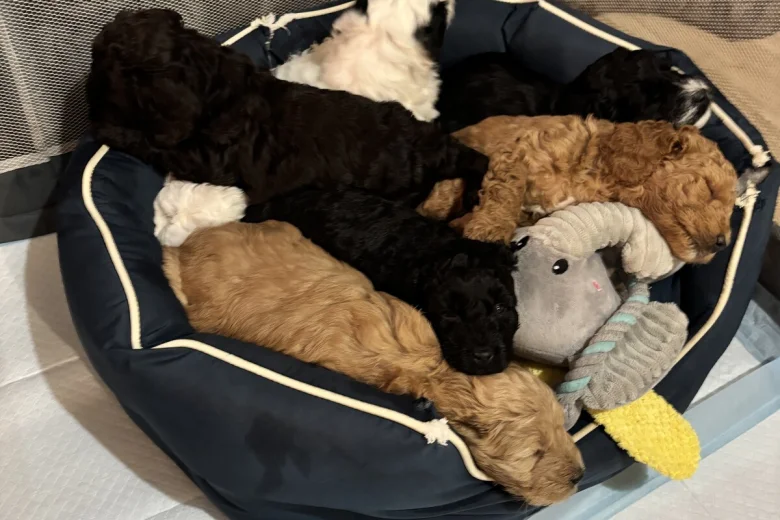 Cockapoo