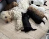 Cockapoo