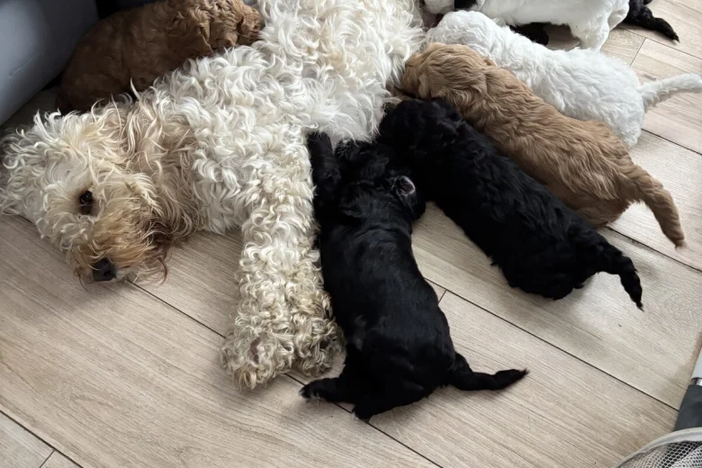 Cockapoo