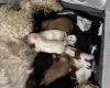 Cockapoo