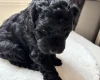 Cockapoo