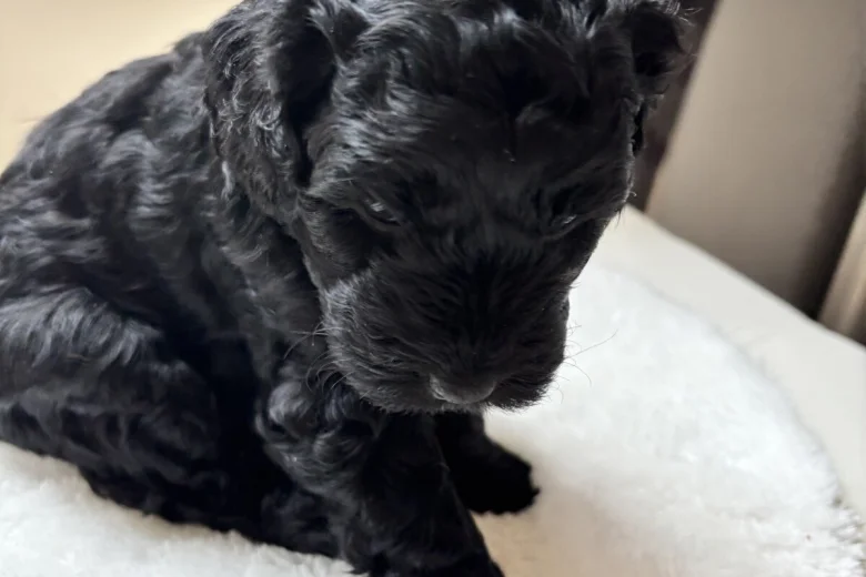 Cockapoo
