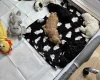 Cockapoo