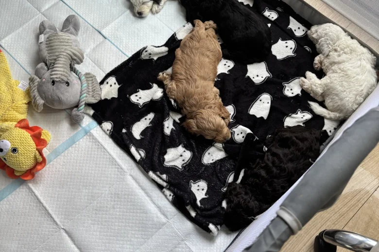 Cockapoo
