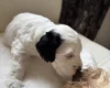 Cockapoo