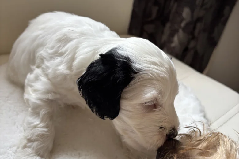 Cockapoo