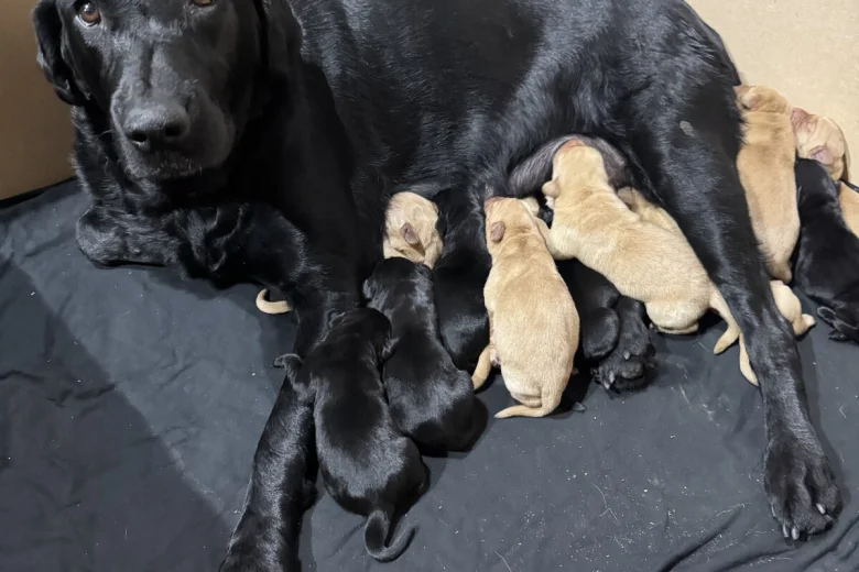 Labrador Retriever