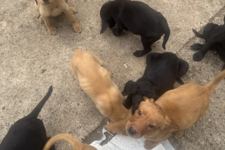 Labrador Retriever