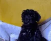 Morkie