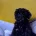Morkie