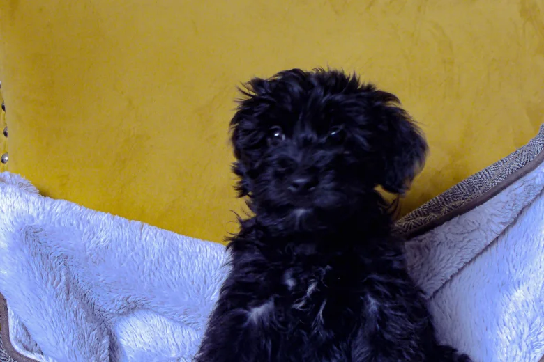 Morkie