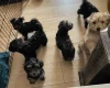 Morkie