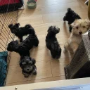 Morkie
