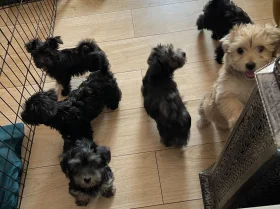 Morkie