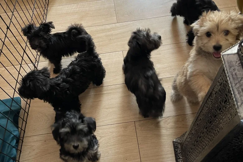 Morkie