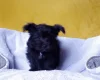 Morkie