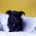 Morkie
