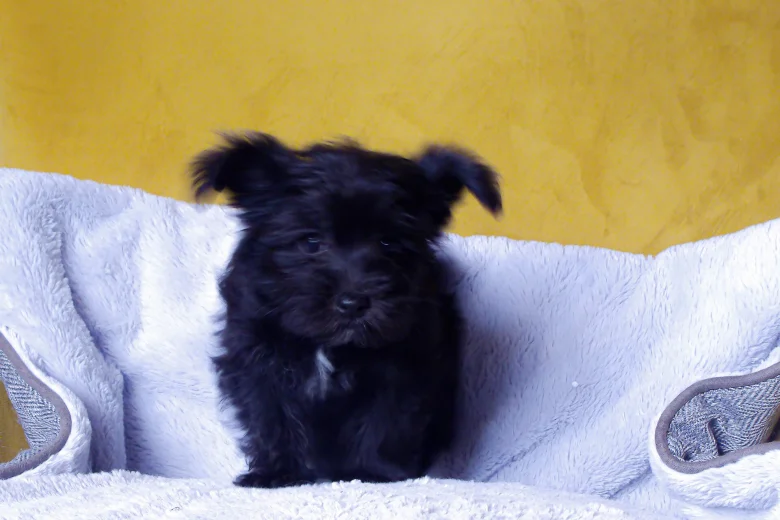 Morkie