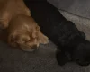 Cocker Spaniel (Show)