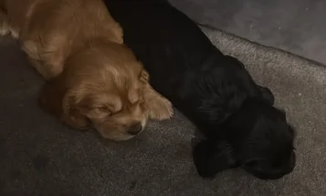 Cocker Spaniel (Show)