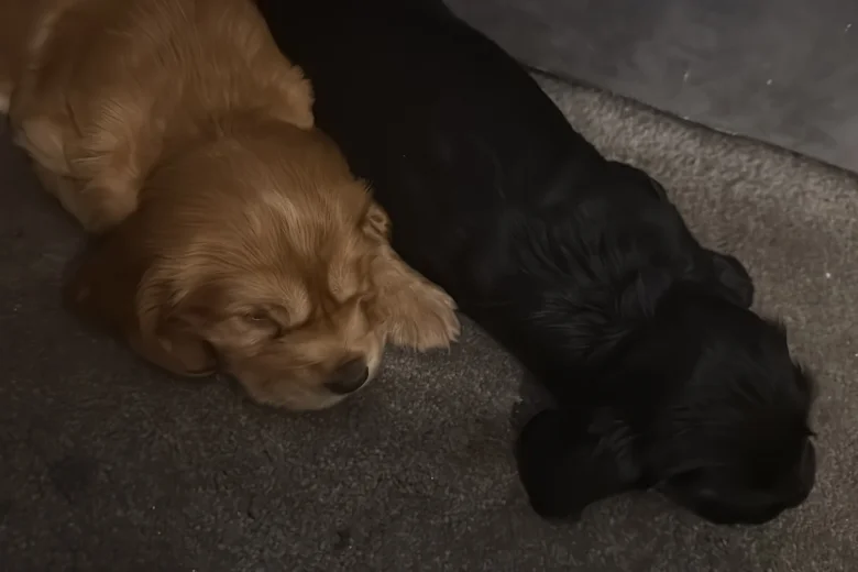 Cocker Spaniel (Show)