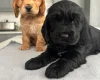 Cocker Spaniel (Show)