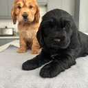 Cocker Spaniel (Show)