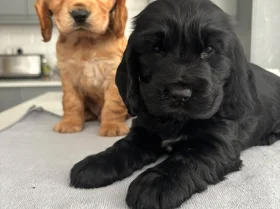 Cocker Spaniel (Show)