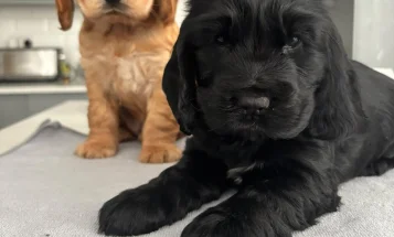Cocker Spaniel (Show)