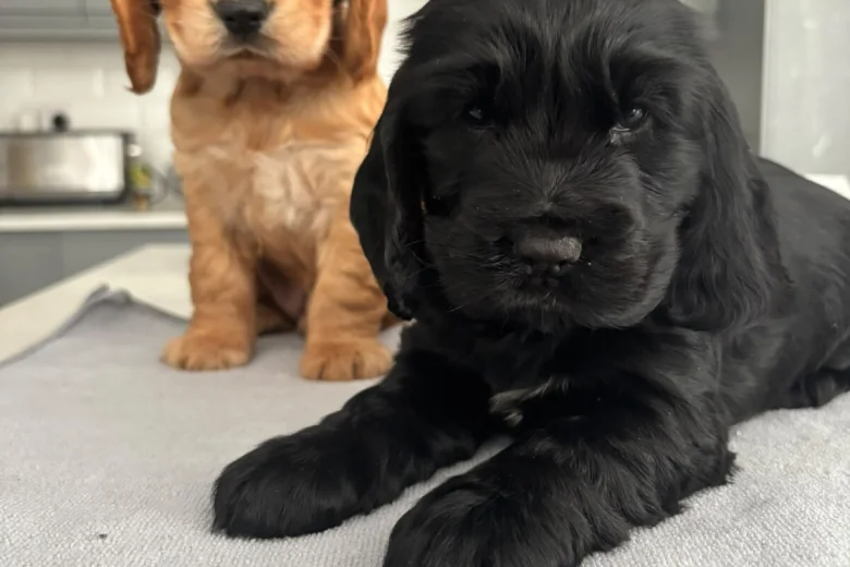 Cocker Spaniel (Show)
