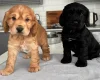 Cocker Spaniel (Show)