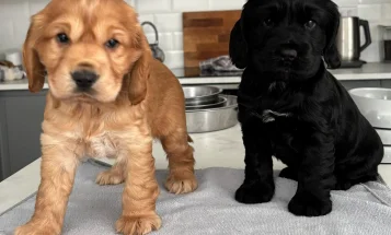 Cocker Spaniel (Show)
