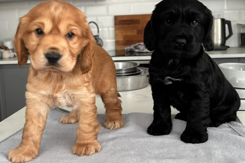 Cocker Spaniel (Show)