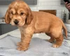 Cocker Spaniel (Show)