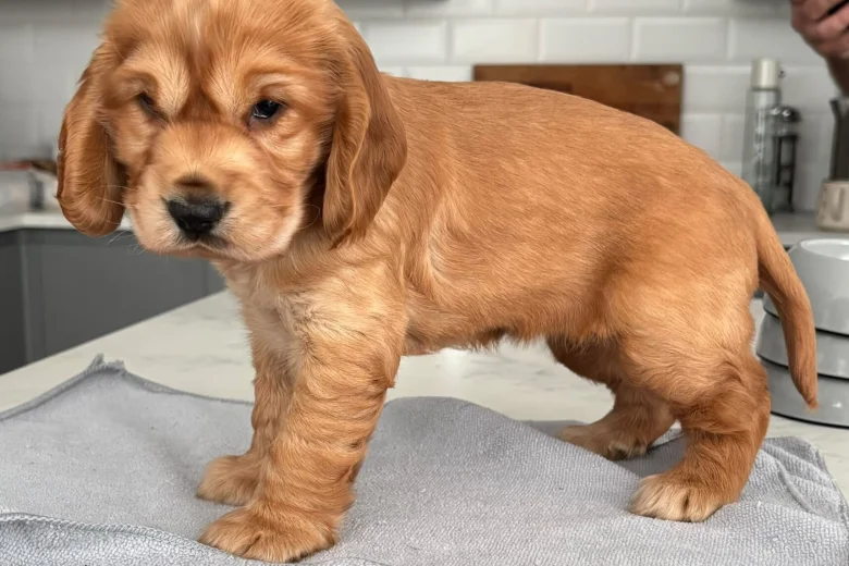 Cocker Spaniel (Show)