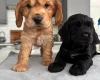 Cocker Spaniel (Show)