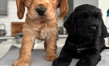 Cocker Spaniel (Show)