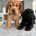 Cocker Spaniel (Show)