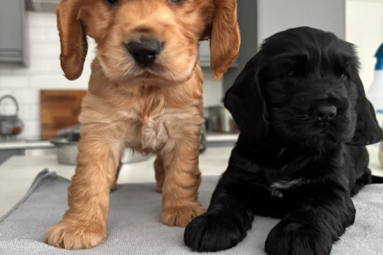 Cocker Spaniel (Show)
