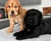 Cocker Spaniel (Show)