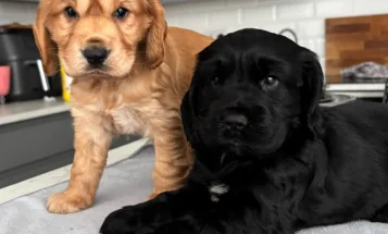 Cocker Spaniel (Show)