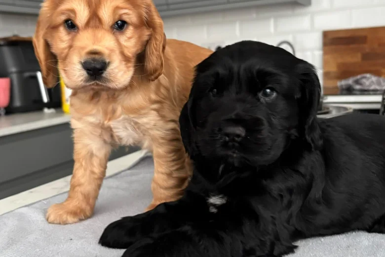Cocker Spaniel (Show)