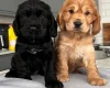 Cocker Spaniel (Show)