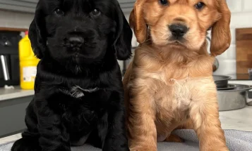 Cocker Spaniel (Show)